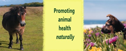 Top natural animal healthcare tips